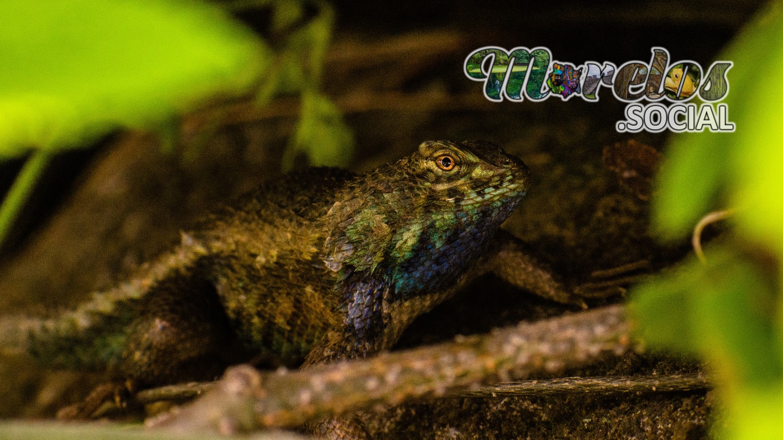 Sceloporus horridus visto en el Cerro de Atlacholoaya